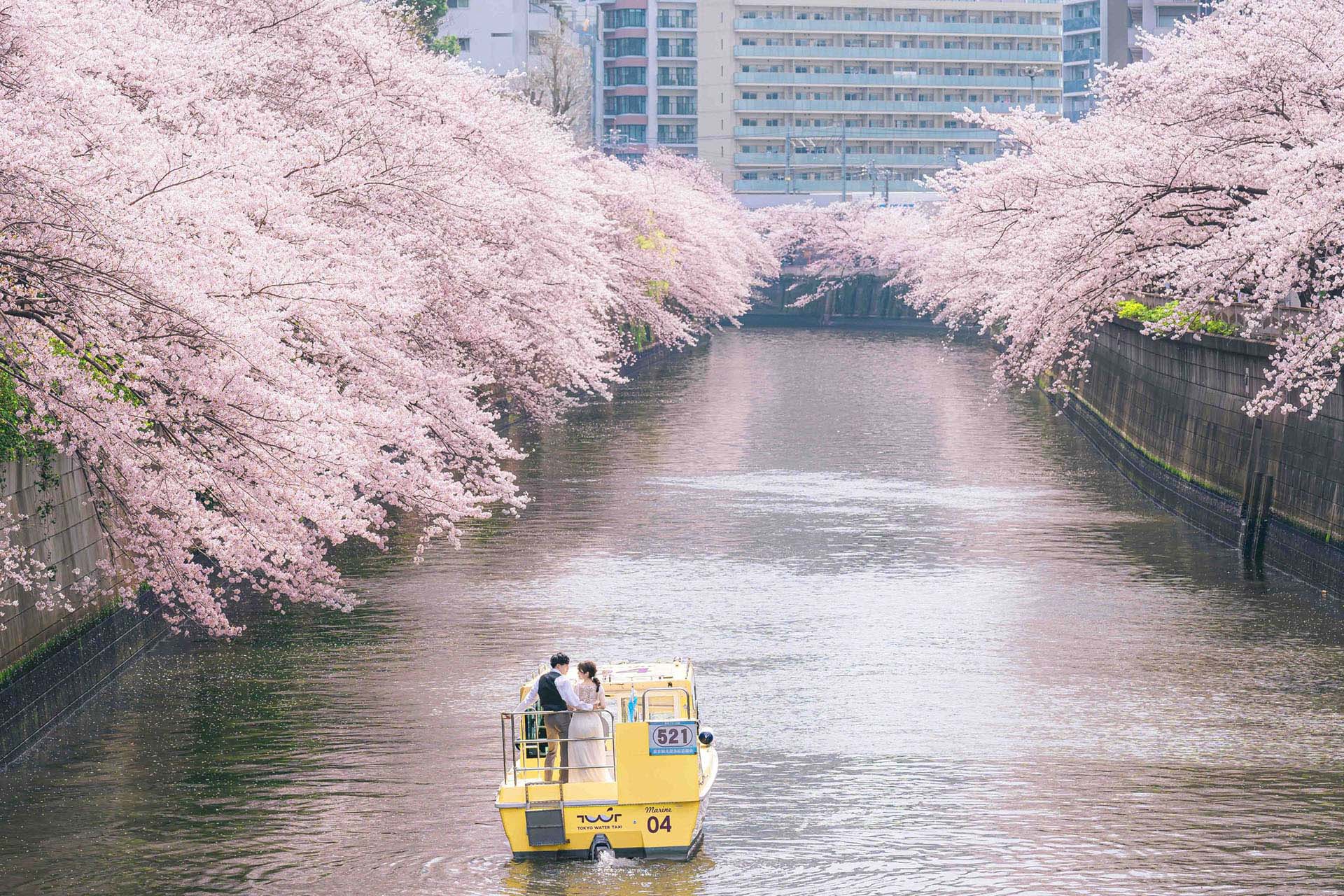 船上フォトウェディング（目黒川）の写真