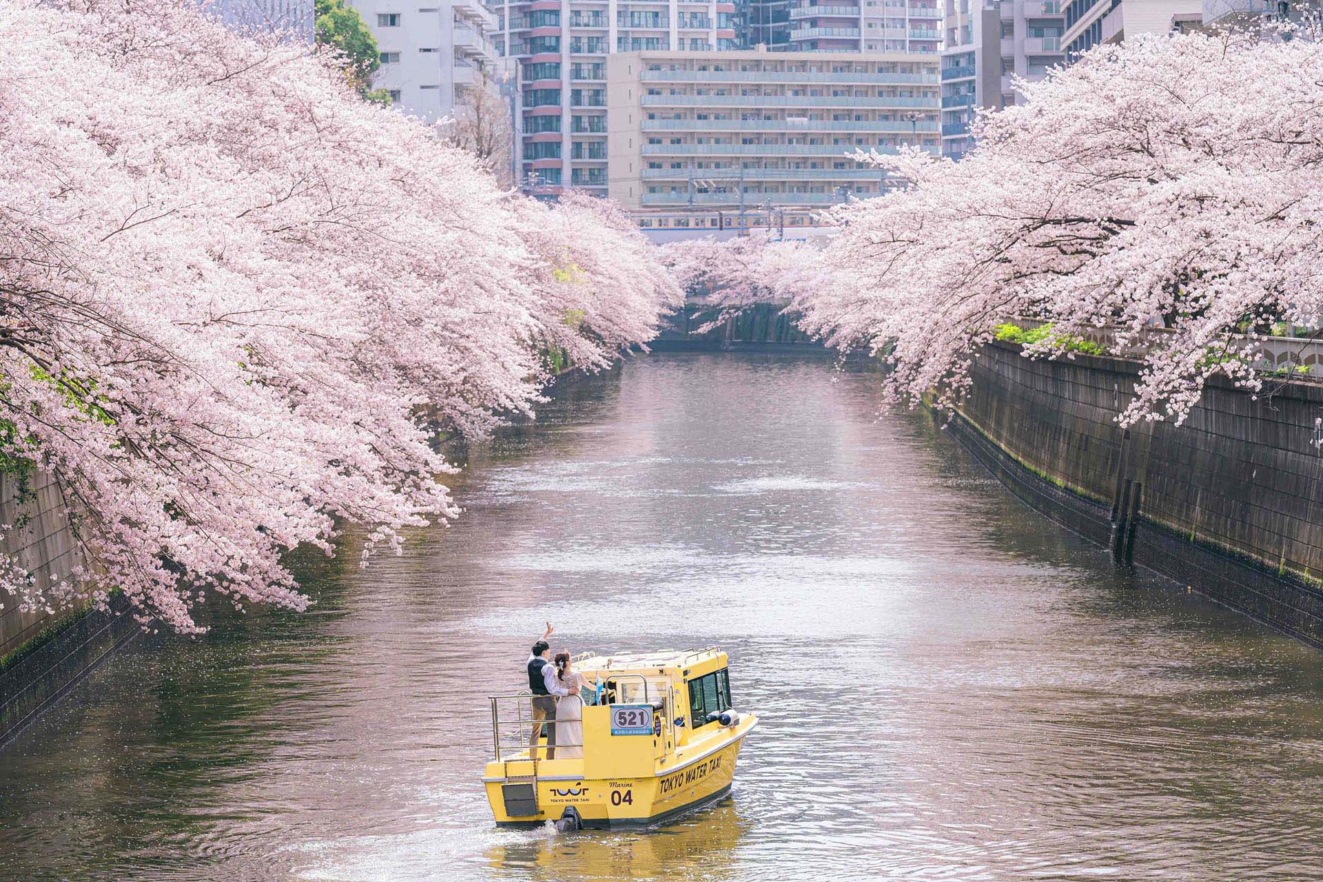 船上フォトウェディング(目黒川)