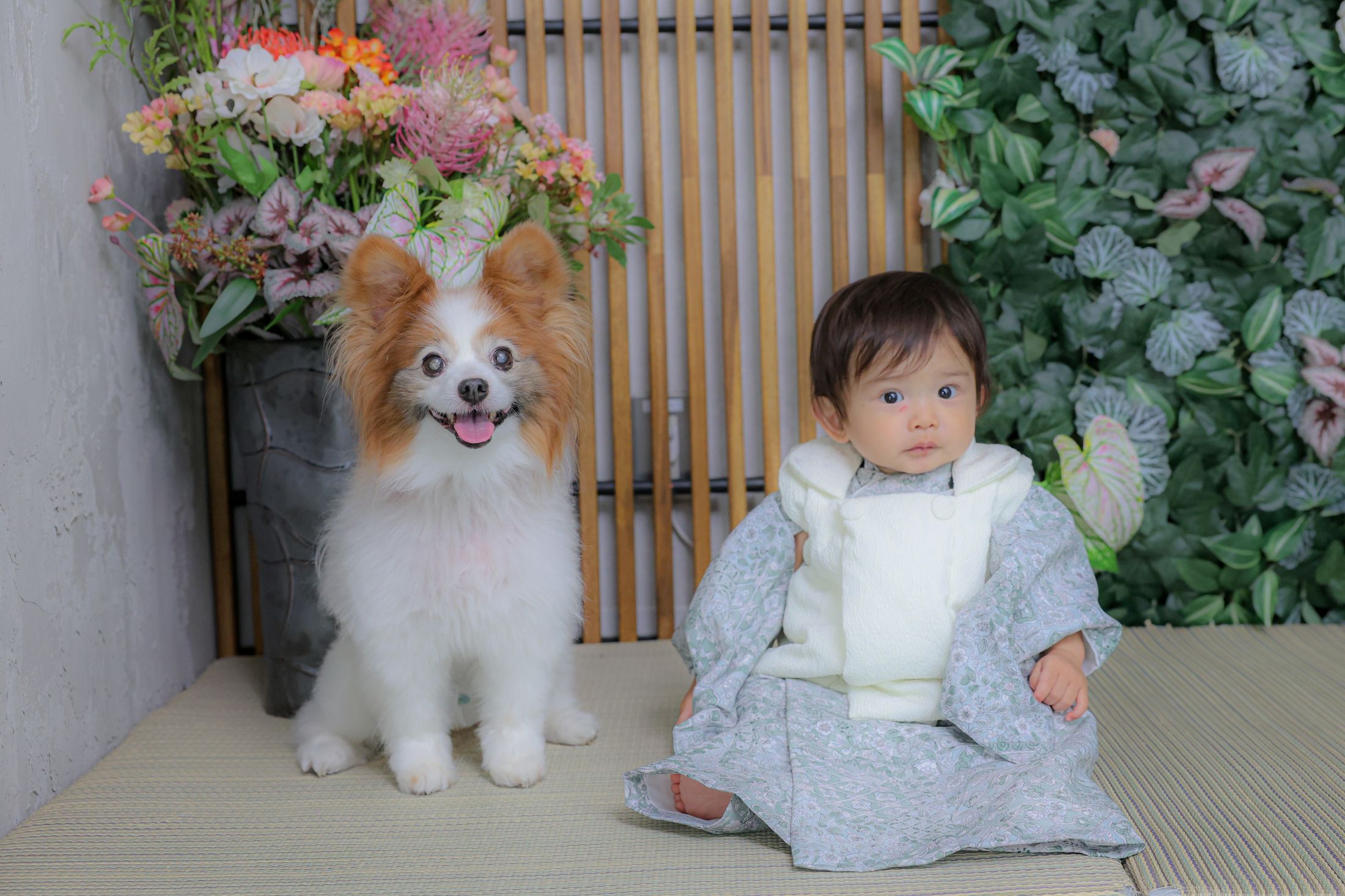 ペットと一緒に撮影した、かわいい着物を着た赤ちゃんの和装記念フォト。東京都港区芝2-1-28　芝アネックスビル1階