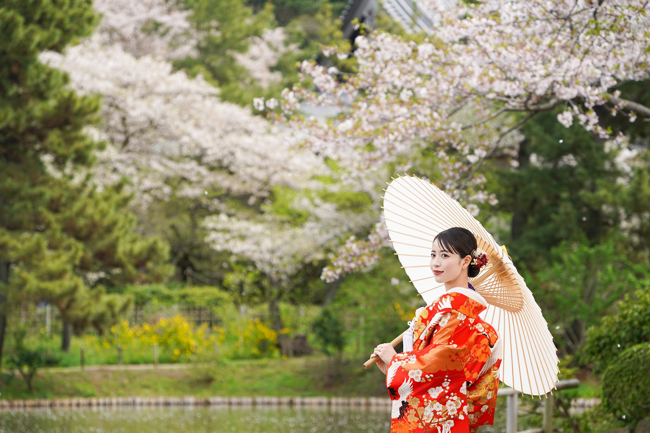 三渓園の日本庭園で和装を着て結婚式の前撮りをする新婦様。桜と赤の色打掛が写真映えすることで人気のロケーション。撮影：STUDIOARC