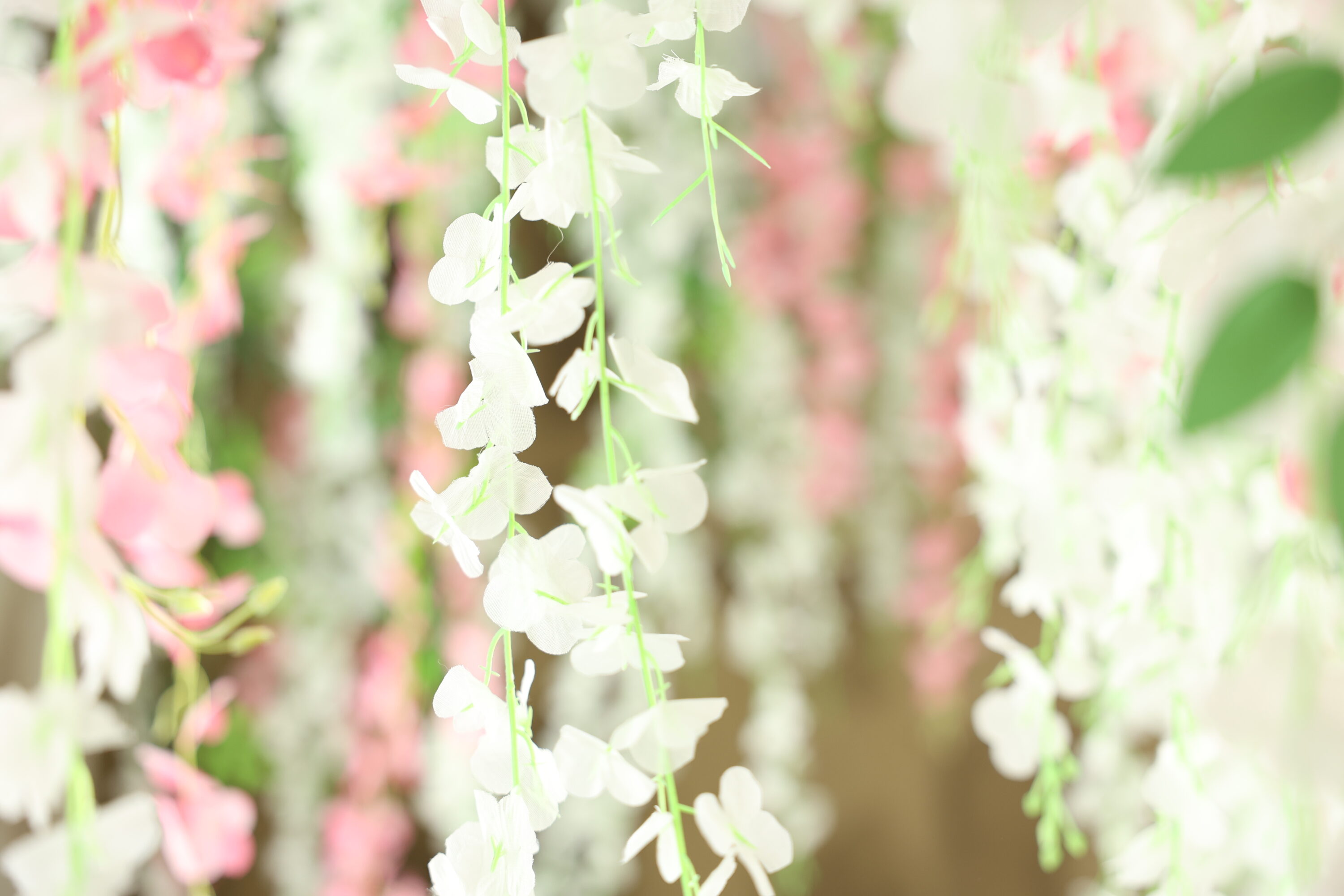 STUDIO ARC枚方店の撮影セット。天井から白とピンクの藤のような花飾りが何本も垂れ下がり、手前の白い花にピントが合って、奥の花や緑の葉がやわらかくぼけている。白・ピンク・淡いグリーンを基調にした、明るくやさしい雰囲気の空間。