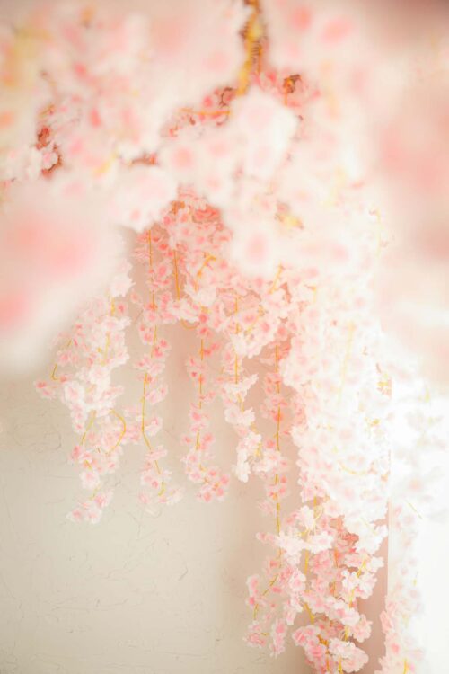 STUDIO ARCおおとり店の撮影セット。ピンクと白の桜の花房が糸のように垂れ下がる様子をクローズアップした、ふんわりとした柔らかいピント感が特徴の、春らしく夢見心地なスタジオ背景。